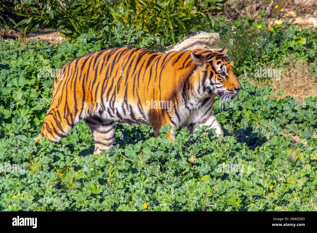 Tigre de Sibérie, animal sauvage majestueux de la forêt Photo Stock - Alamy