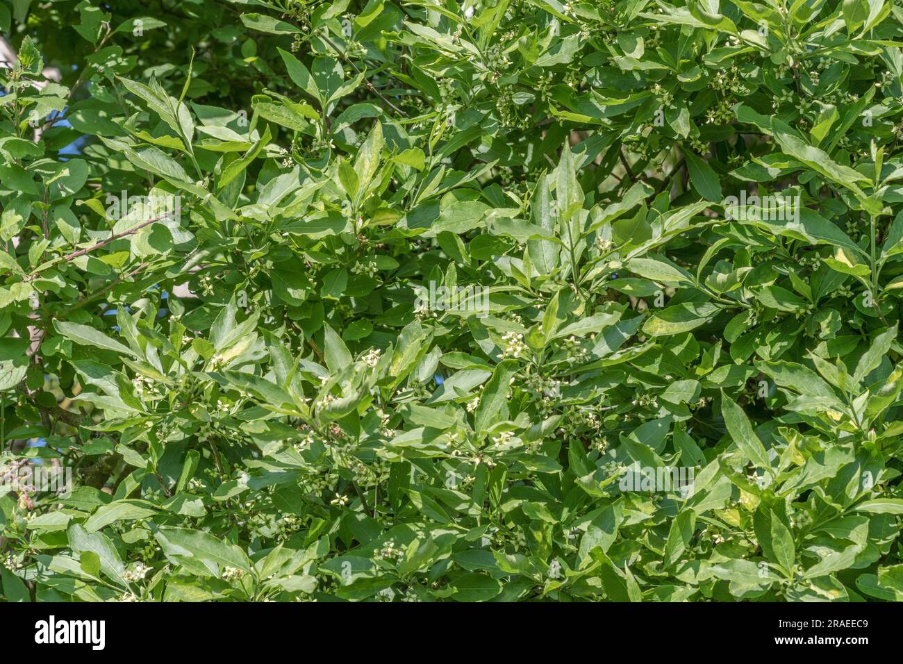 Feuilles et fleurs ensoleillées de l'arbuste de Bay Laurel / Laurus nobilis dans une voie de campagne reculée de Cornish [voir Notes]. Utilisé dans la cuisine et les remèdes à base de plantes. Banque D'Images