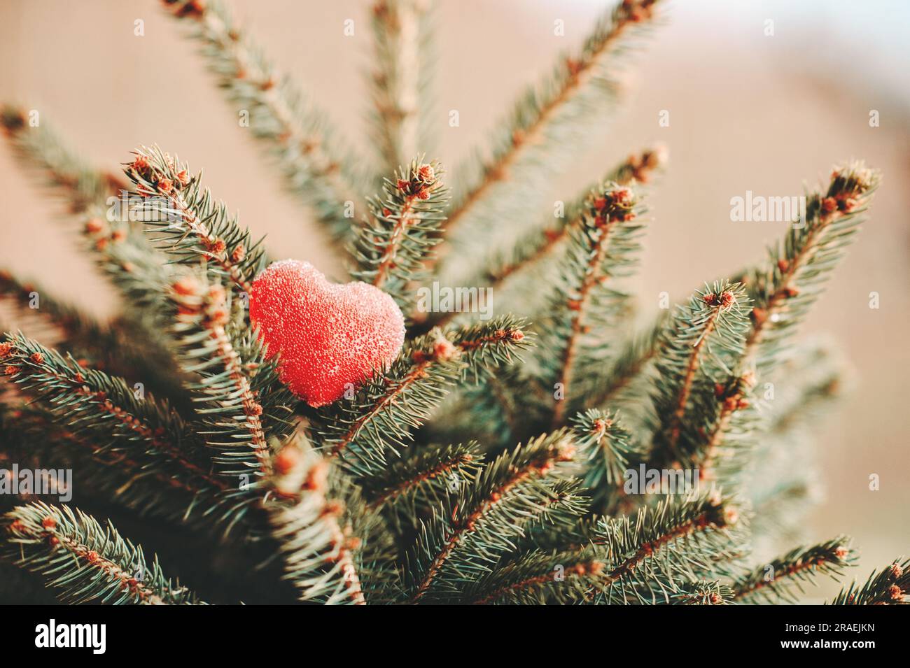 Symbole coeur romantique sur les branches du petit sapin Banque D'Images