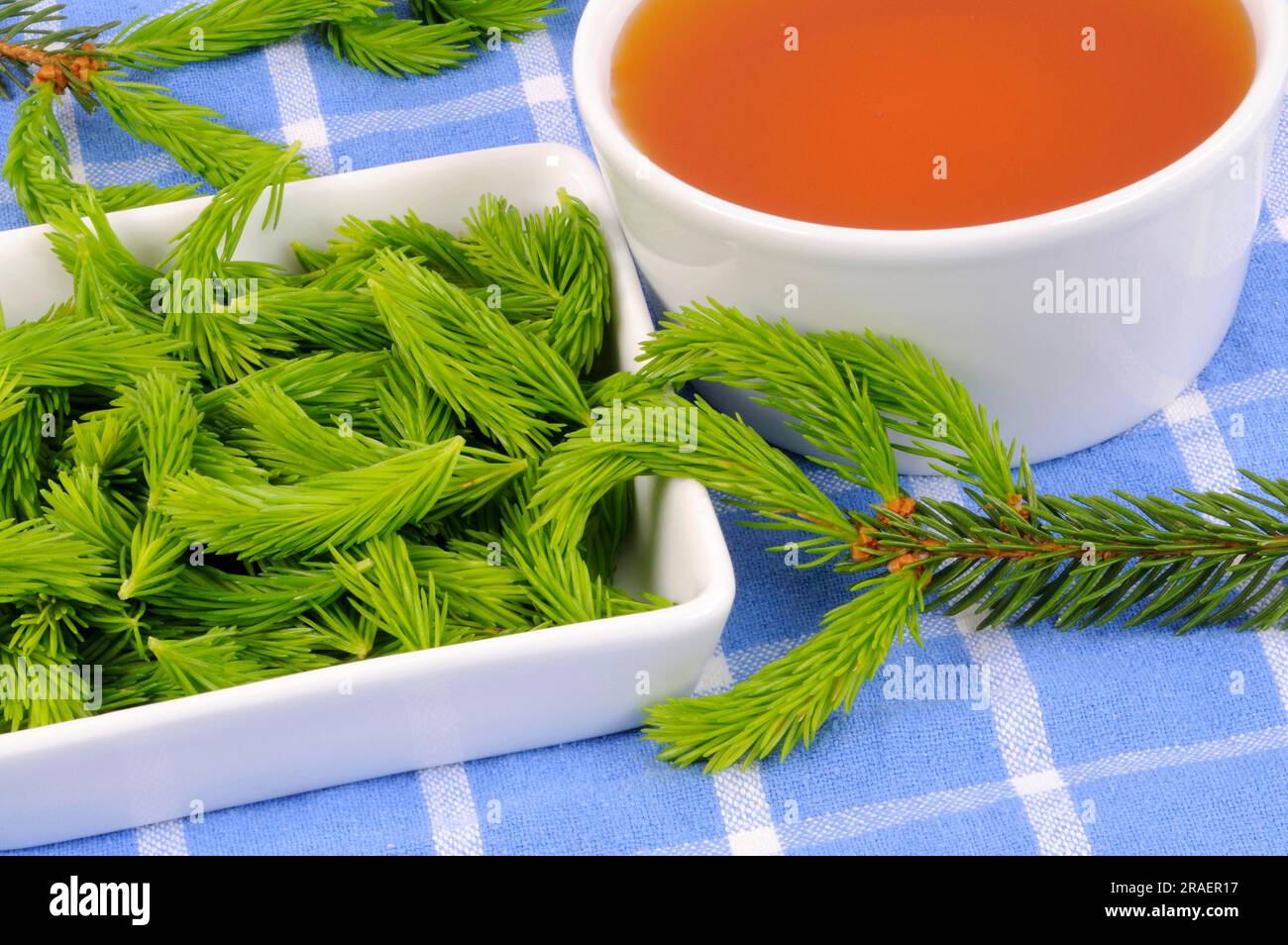 Miel de pointe d'épinette, épinette rouge (Picea abies), miel Banque D'Images