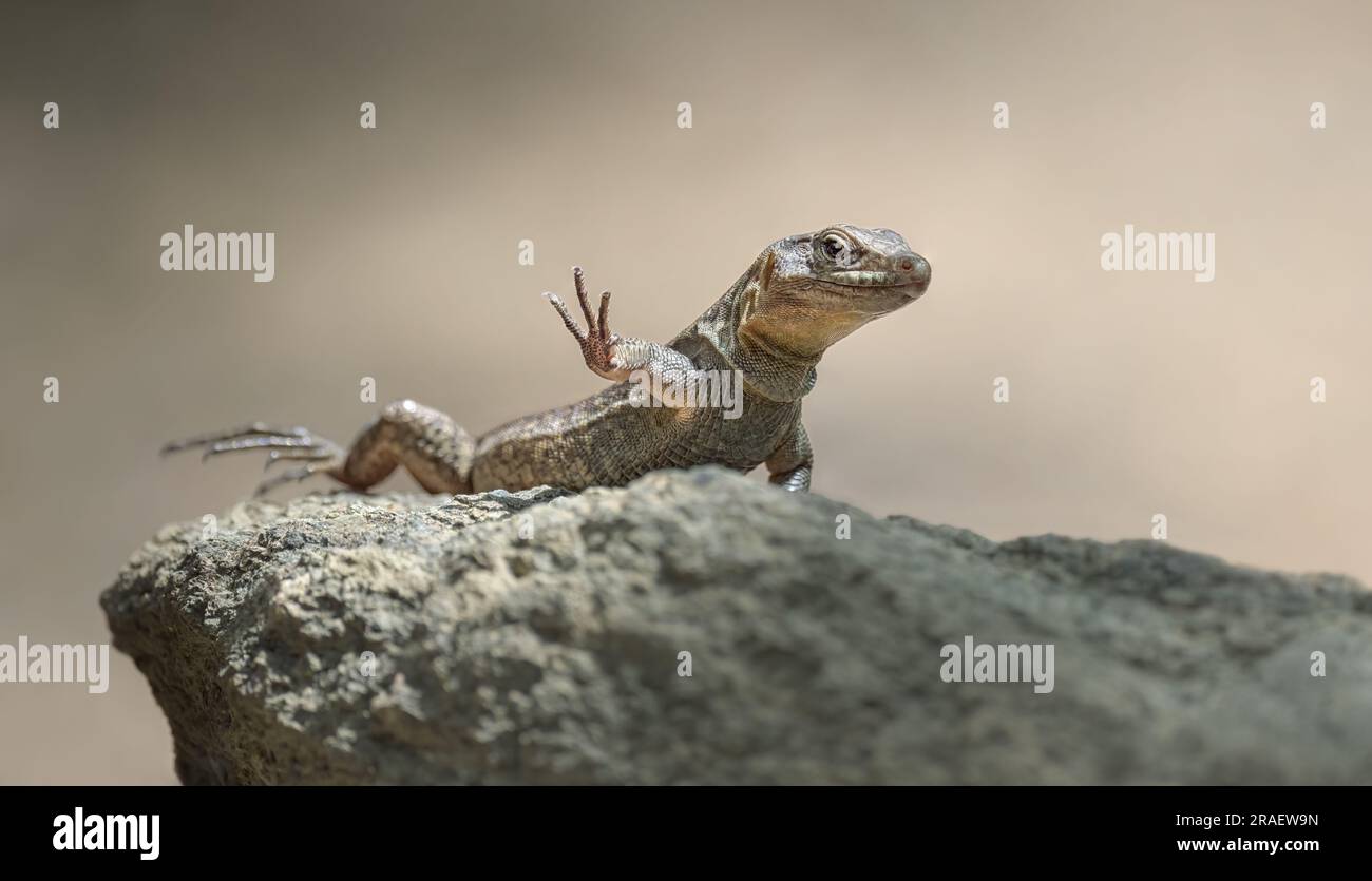 Le lézard géant de Gran Canaria, Gallotia stehlini, le plus grand des reptiles de la famille des Lacertidae, se trouve à Canary Banque D'Images