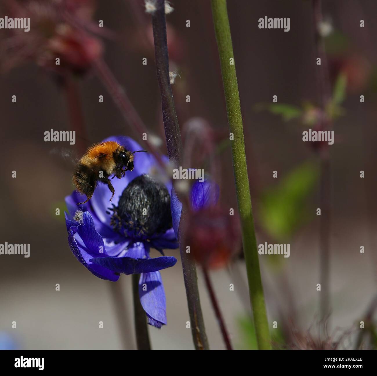 Bumble Bee reposant sur un coquelicot bleu Banque D'Images