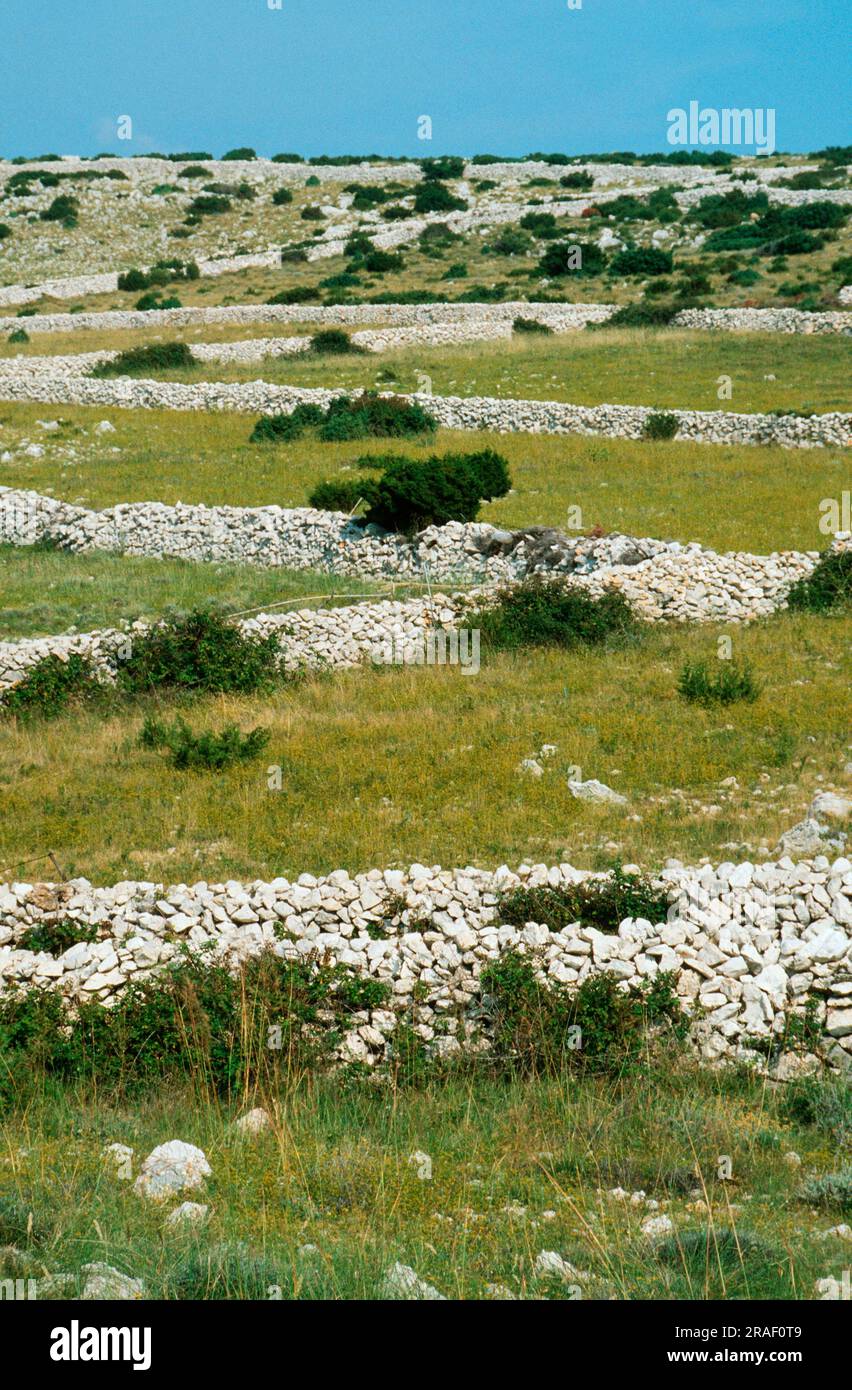 Murs dans le paysage karstique, Pag, île de Pag, Dalmatie, Croatie Banque D'Images