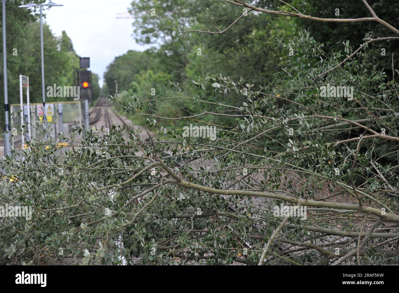 Un arbre est tombé sur les voies de la gare de Hampton court aujourd'hui après les vents forts, ce qui a entraîné une réduction du niveau de service pour les visiteurs du Hampton court Garden Festival qui rentrent chez eux après avoir assisté au spectacle. Un ingénieur de réseau ferroviaire était sur place pour évaluer la situation et a fait remarquer que ce type d'incident était beaucoup plus fréquent pendant les mois d'automne et d'hiver qu'en milieu d'été. Le Hampton court Garden Festival s'ouvre entièrement au grand public demain, quand un grand nombre de visiteurs sont attendus. Banque D'Images