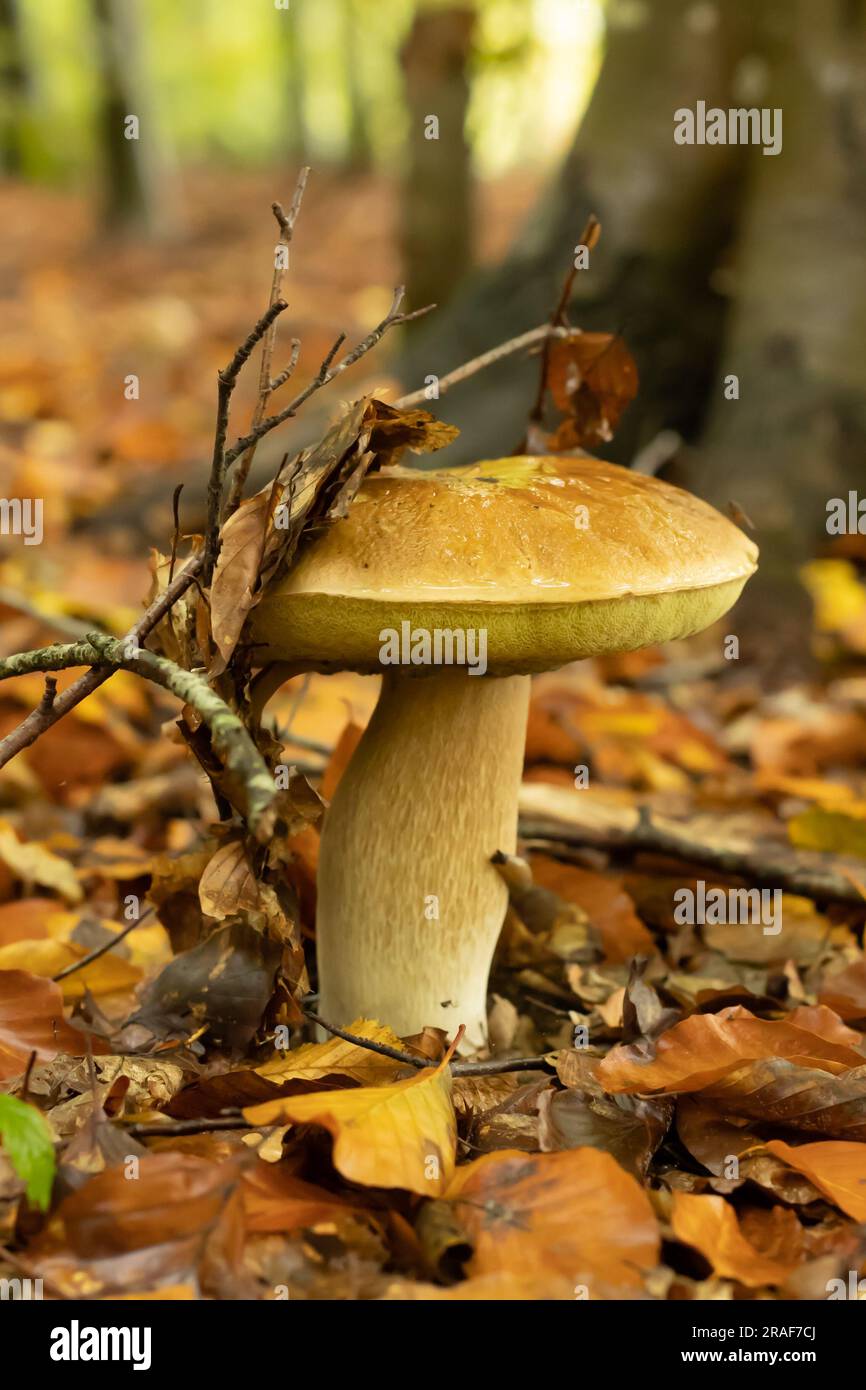 Jeunes boletus après la pluie en automne dans la forêt Banque D'Images