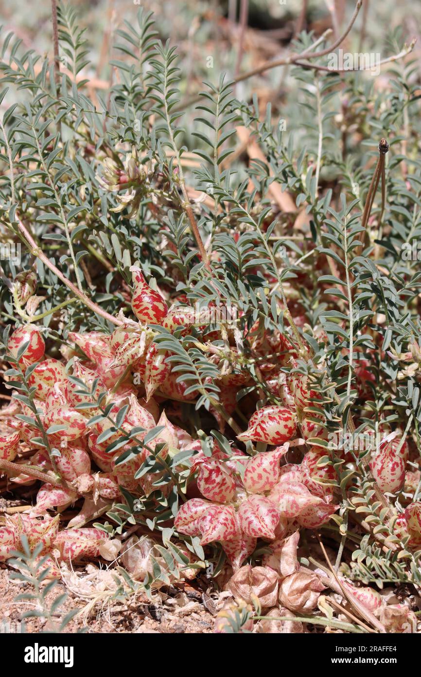 Milkvetch Big Bear, Astragalus Lentiginosus variété Sierrae, une plante indigène avec des fruits à gousse en bec au printemps dans les montagnes San Bernardino. Banque D'Images