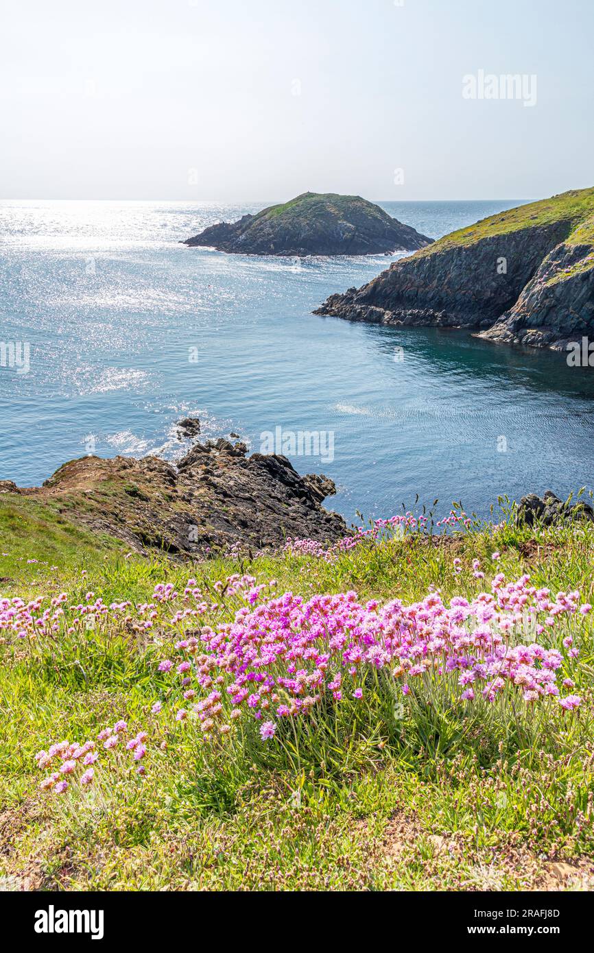 Des roses de mer (thrift) fleurissent sur les falaises à côté du sentier national du chemin de la côte de Pembrokeshire, au phare de Strumble Head, à Pembrokeshire, au pays de Galles, au Royaume-Uni Banque D'Images