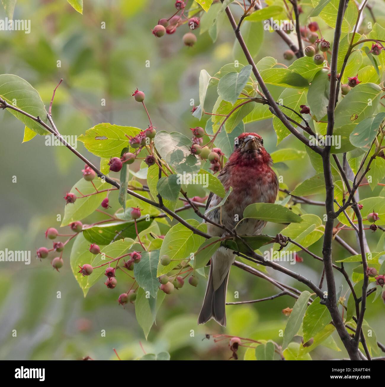 Un mâle de la Finch pourpre entouré de feuilles vertes et de baies rouges en été en Ontario Banque D'Images