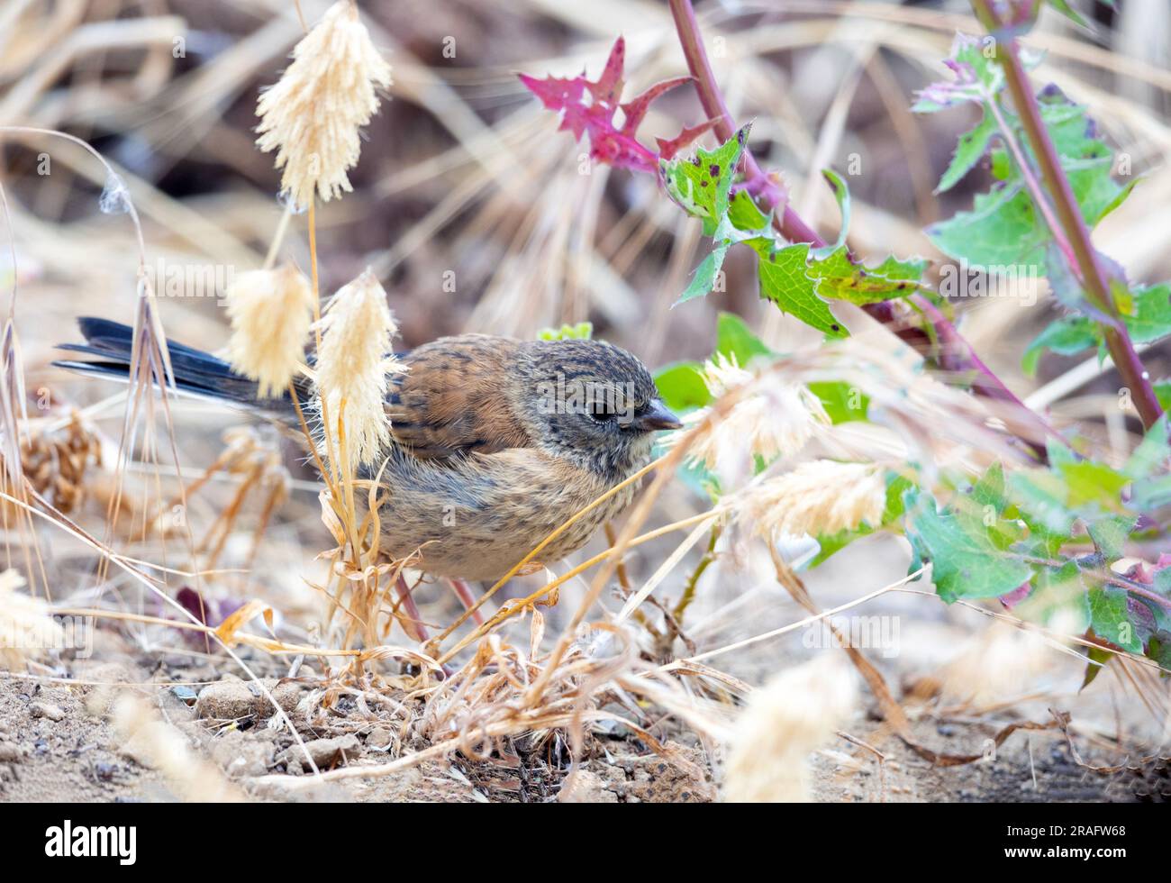 Dark eyed Junco Banque D'Images