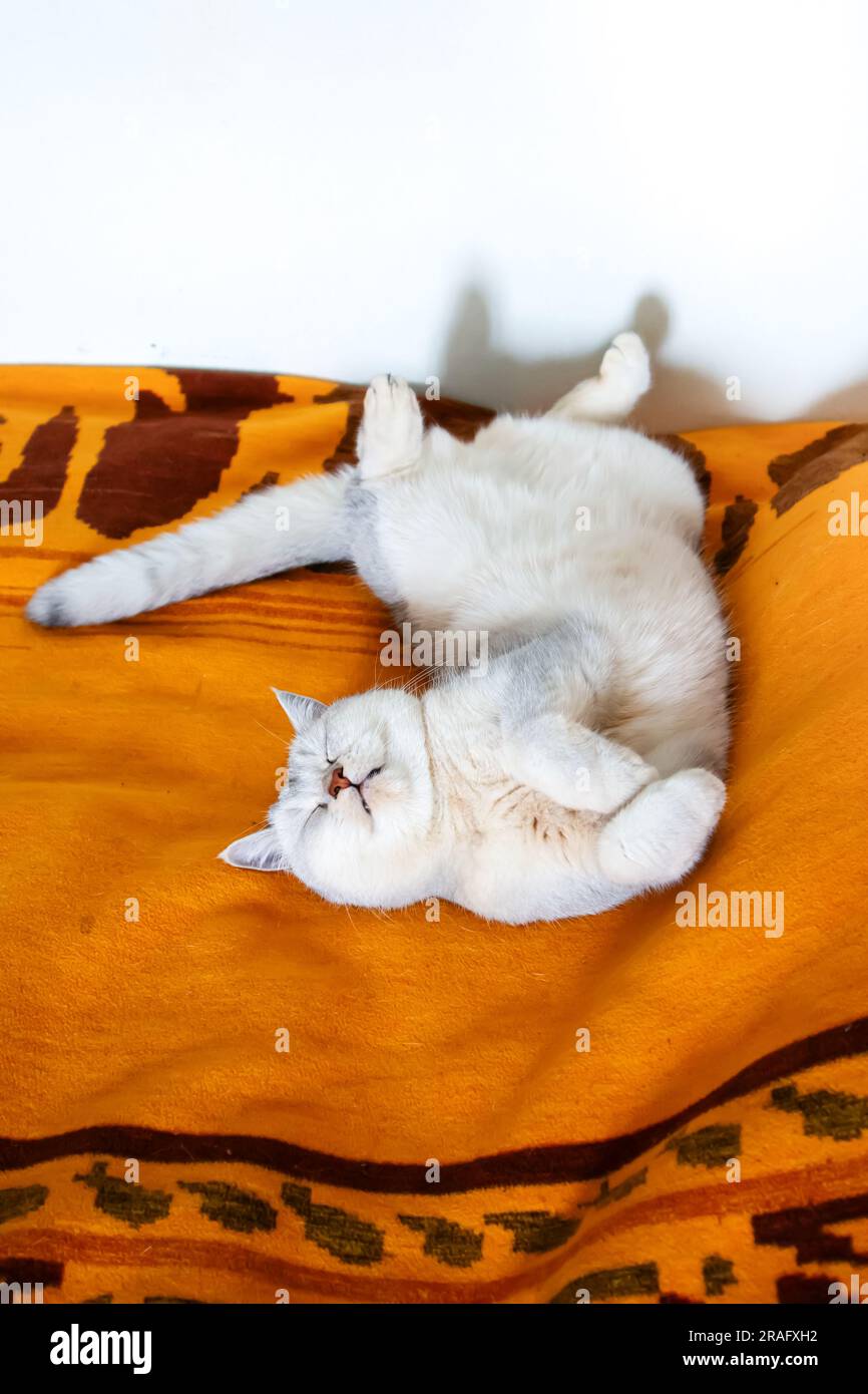 Beau chat de shorthair britannique argenté dort dans une position drôle sur un couvre-lit. Banque D'Images