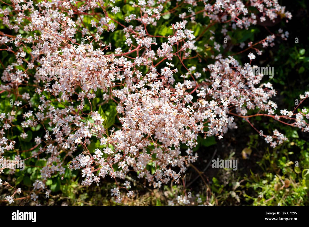Londres fierté (saxifraga x urbium) fleurs en fleur Banque D'Images