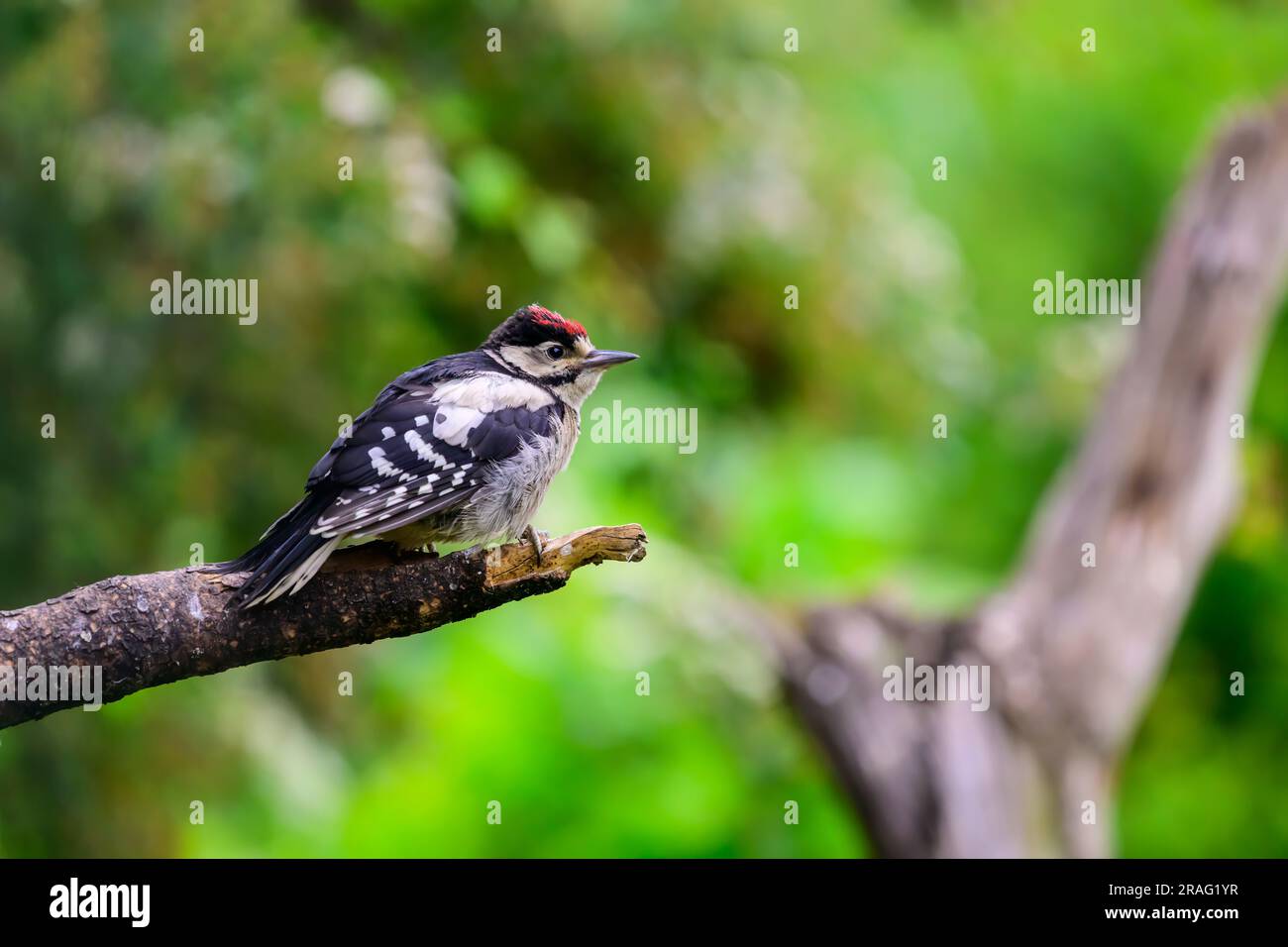 Jeune Grand pic à pois, Dendrocopos Major, perché sur une branche Banque D'Images