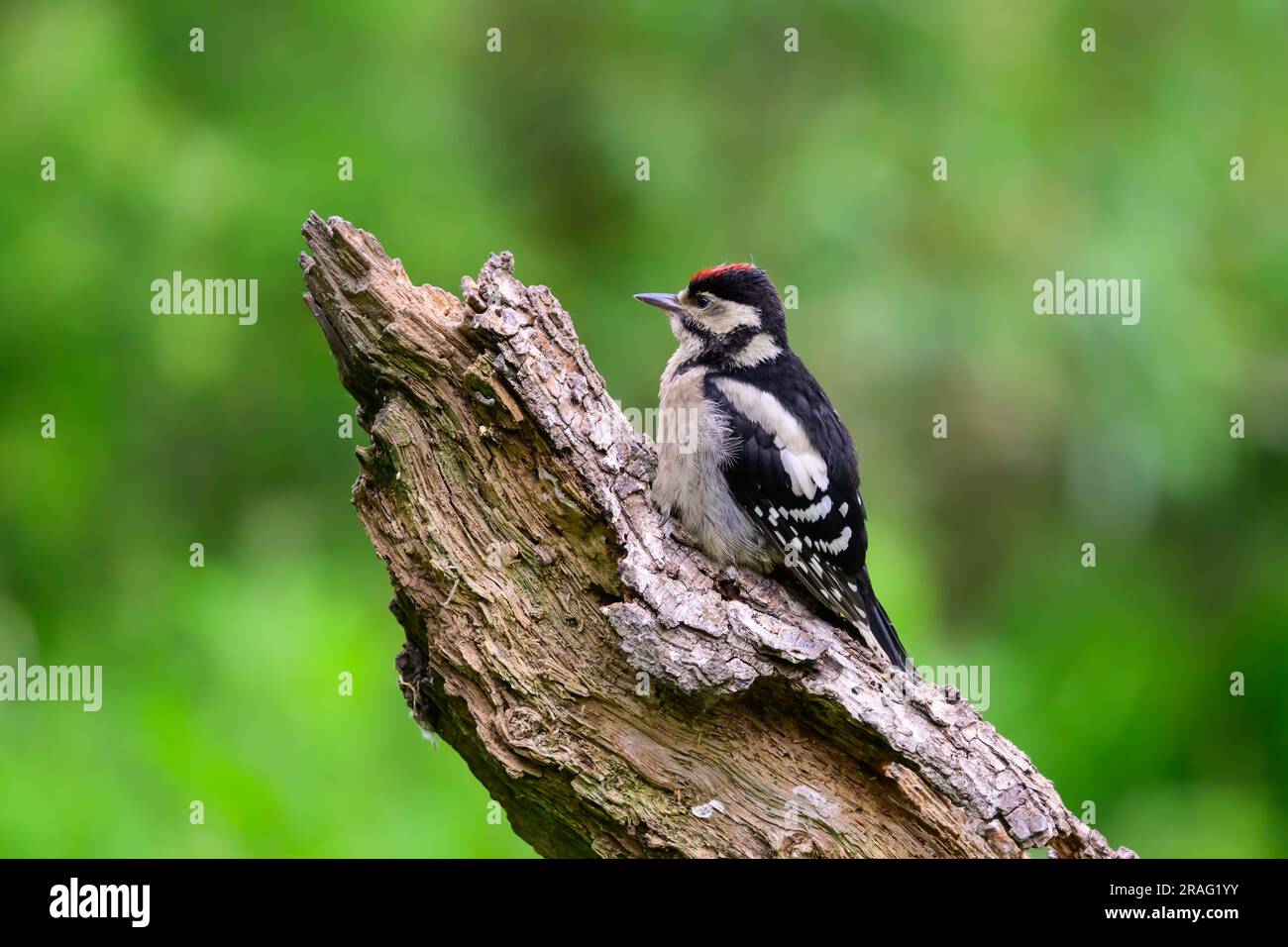 Jeune Grand pic à pois, Dendrocopos Major, perché sur une branche Banque D'Images