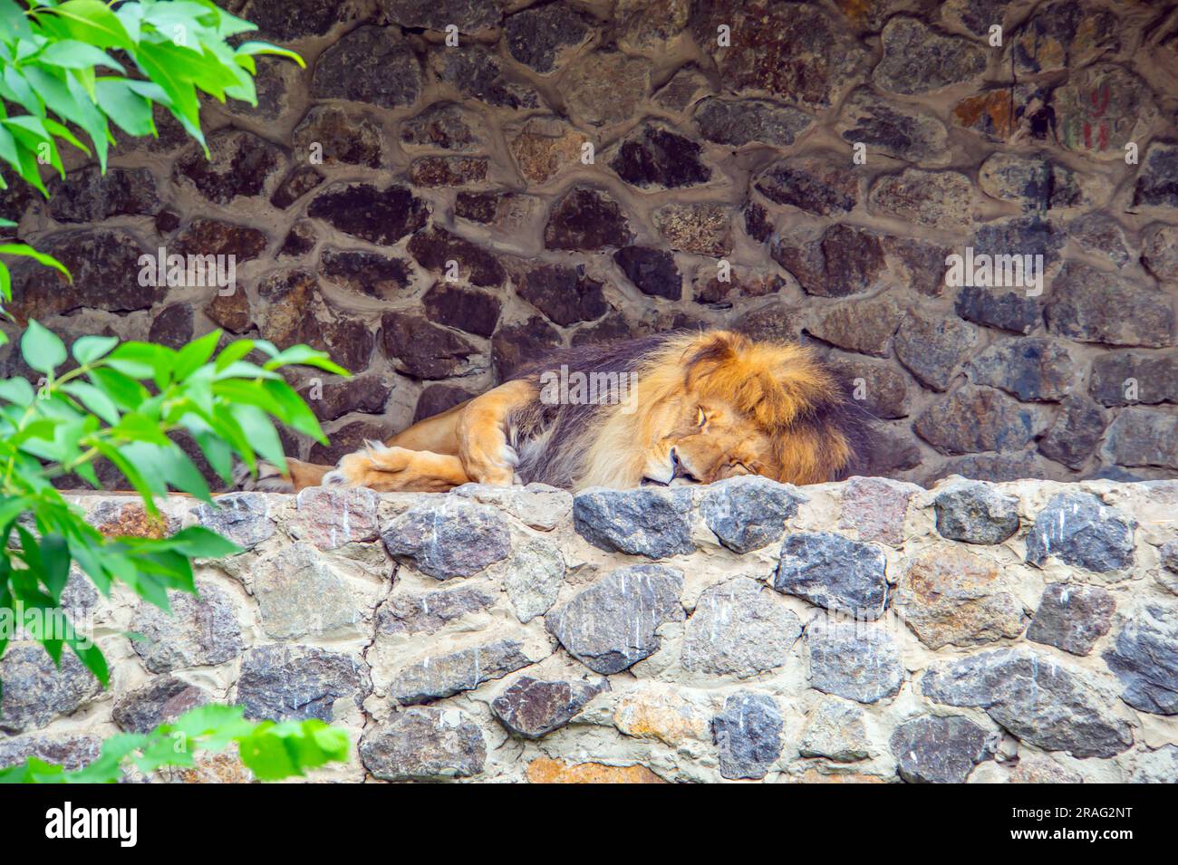 Le Lion dort paisiblement sur quelques rochers. Le lion dort sur les rochers contre un mur de briques. Un lion mâle dormant paisiblement après le petit déjeuner. Un grand Banque D'Images