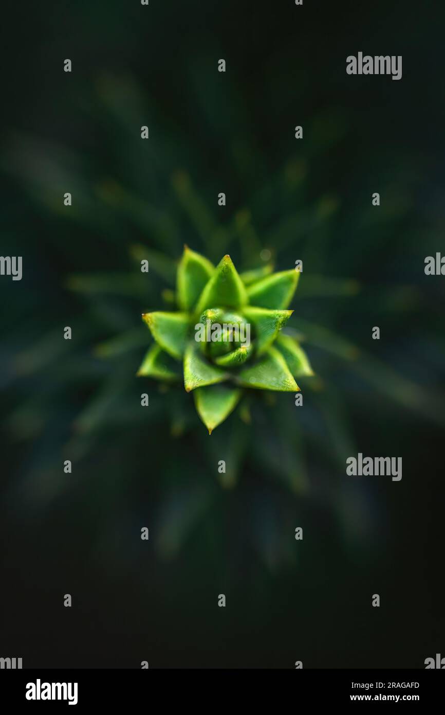 Macro d'une partie de l'arbre Araucaria, monochrome vert, motif et texture, effet mat, espace de copie, ambiance sombre, grande taille Banque D'Images