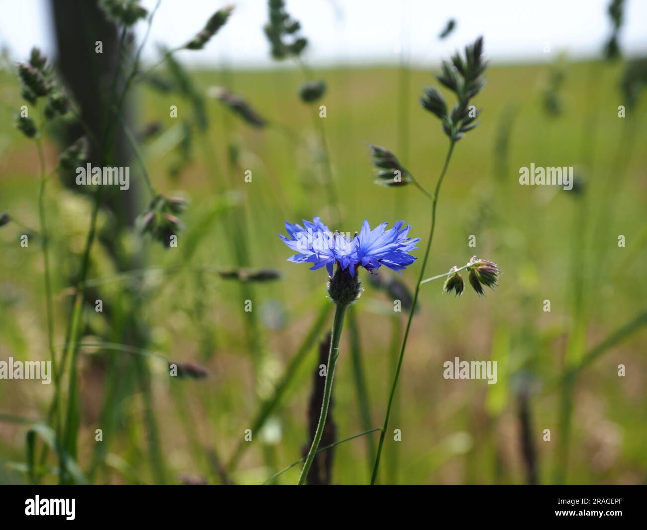 Fermé à la fleur de maïs bleue dans la Pologne rurale Banque D'Images