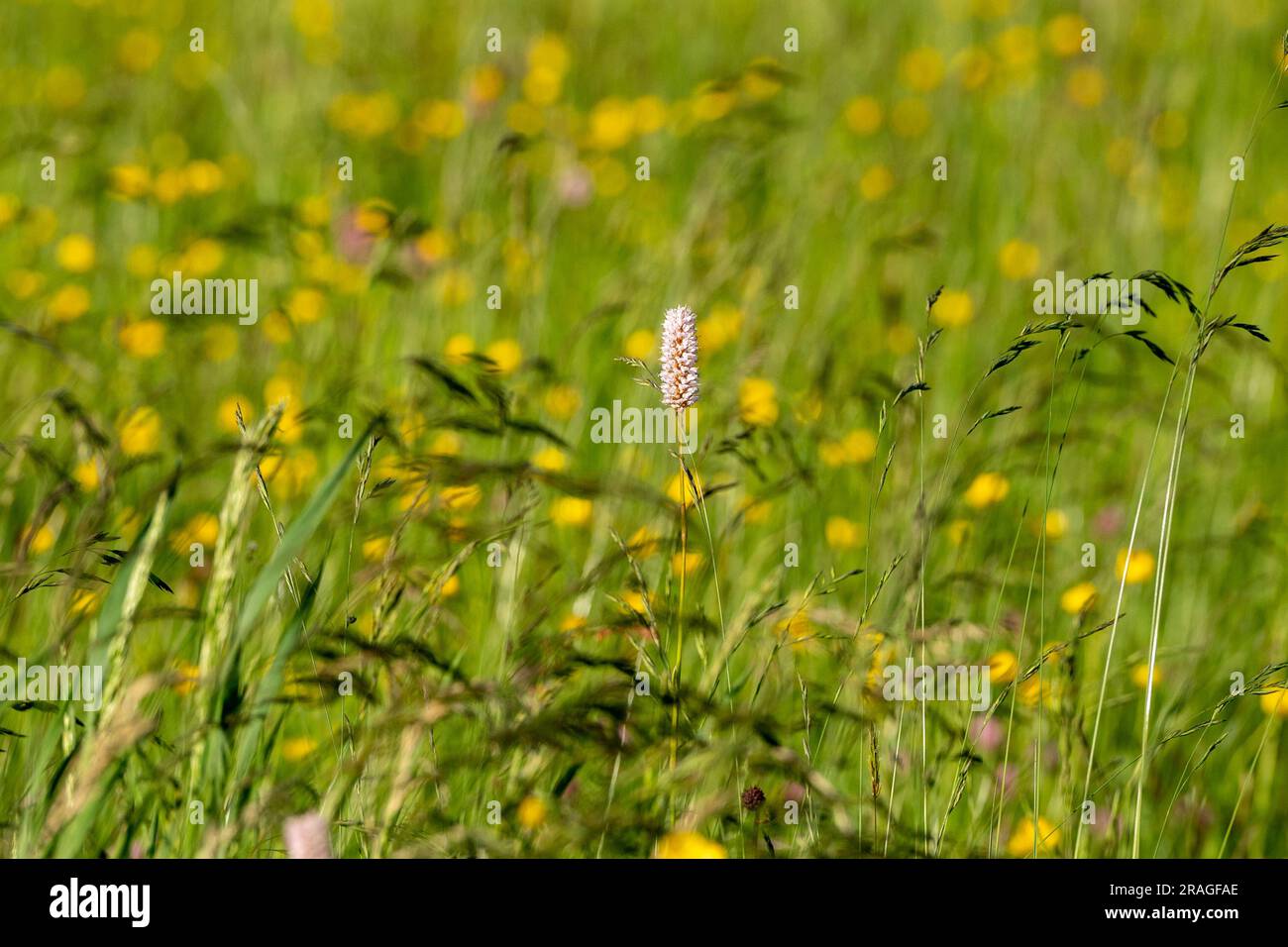 Fleurs dans le champ dans les Pyrénées en Andorre. Banque D'Images