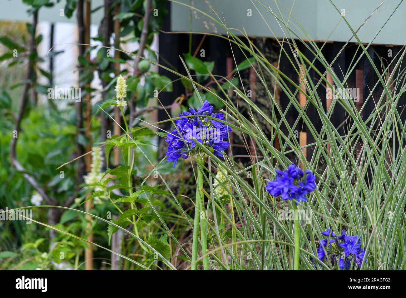 Londres, Royaume-Uni, 3rd juillet 2023, c'est le 30th anniversaire du festival; cette année, il y a plus de 80 exposants. Avec 31 acres remplis de merveille horticole. Cent neuf grands producteurs et pépinières. Trente-neuf jardins, allotements et lits sensoriels de plantation de poche. Le festival s'ouvre au public du 4th au 9th juillet 2023., Andrew Lalchan Photography/Alamy Live News Banque D'Images