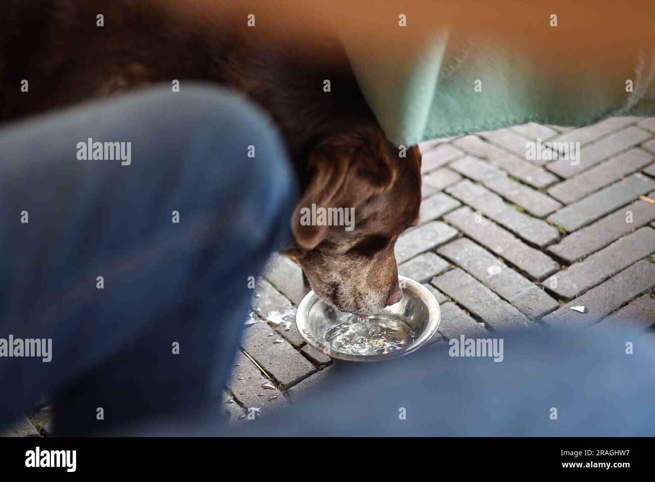 Un chien assoiffé ​​drinks eau sous une table de restaurant. Banque D'Images