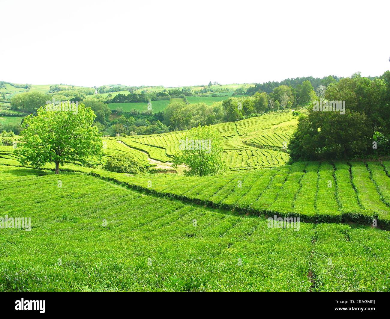 Vue pittoresque sur les plantations avec des plantes de thé dans les rangs verts dans les champs