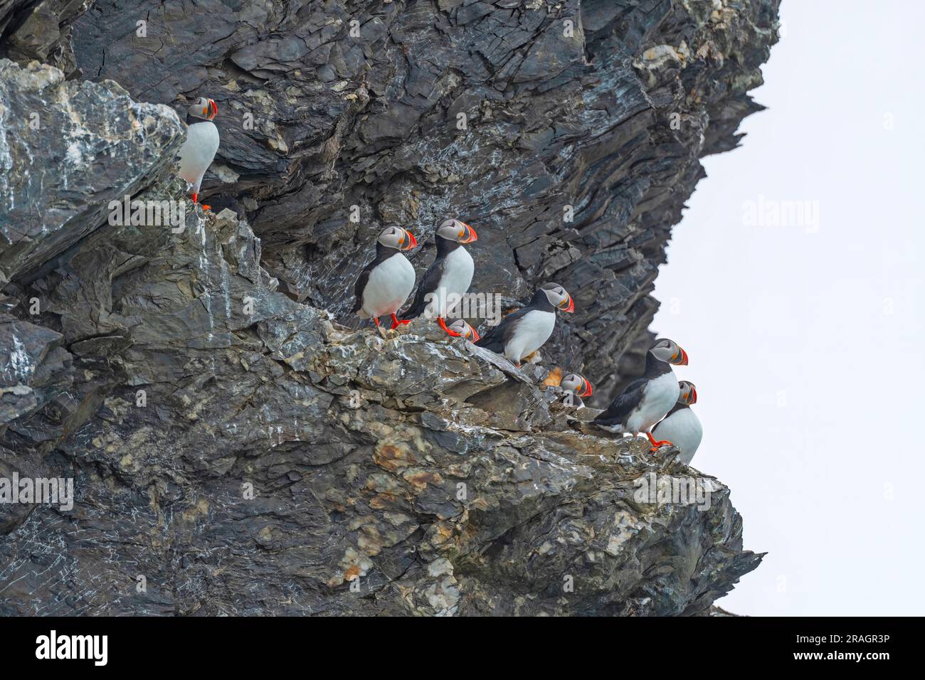Colonie de Puffin perchée sur une falaise élevée dans les îles Svalbard en Norvège Banque D'Images Colonie de Puffin perchée sur une falaise élevée dans les îles Svalbard en Norvège Banque D'Images