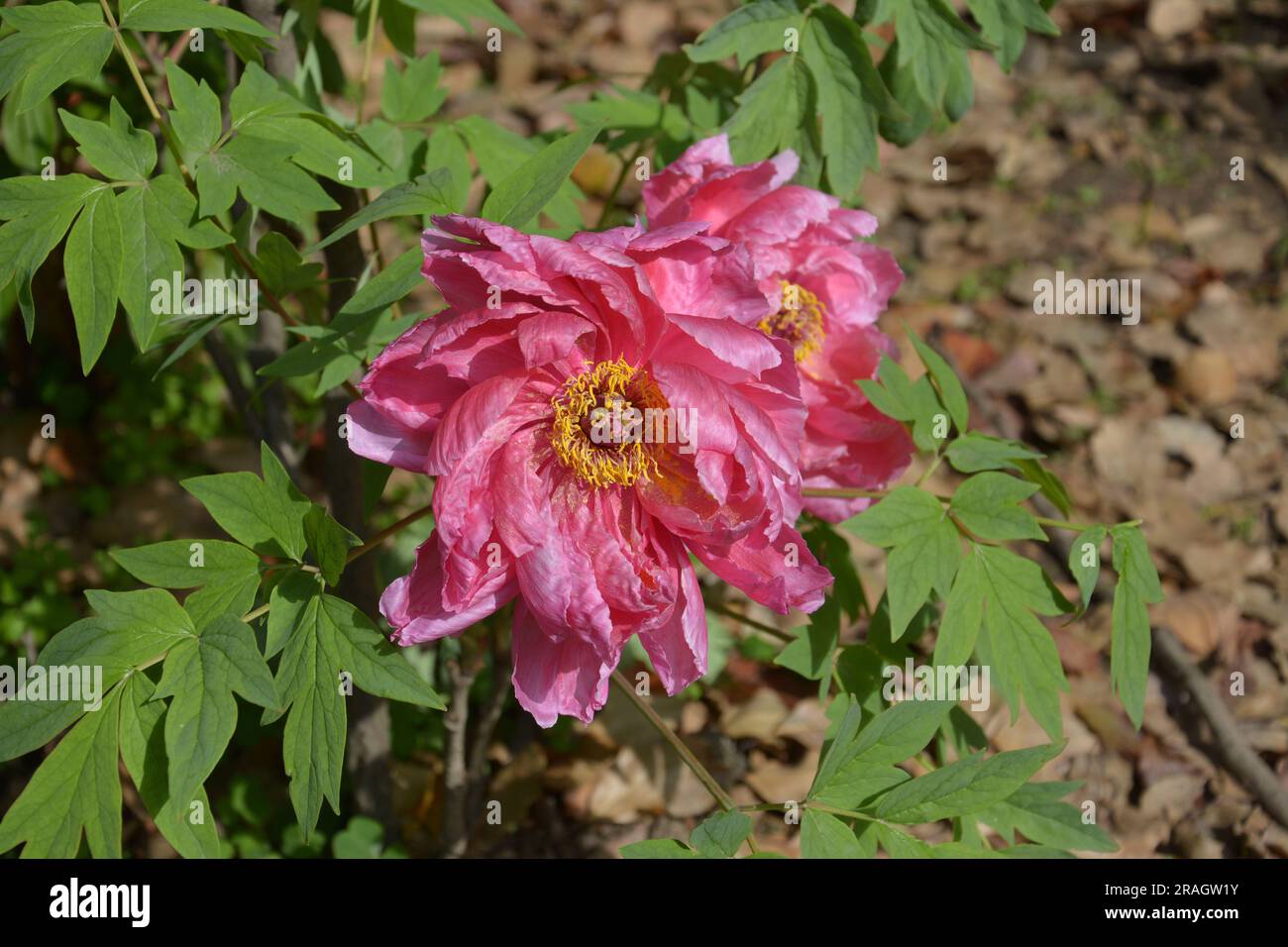 une fleur de pivoine isolée avec des pétales rouges et des étamines jaunes dans le jardin en journée ensoleillée Banque D'Images
