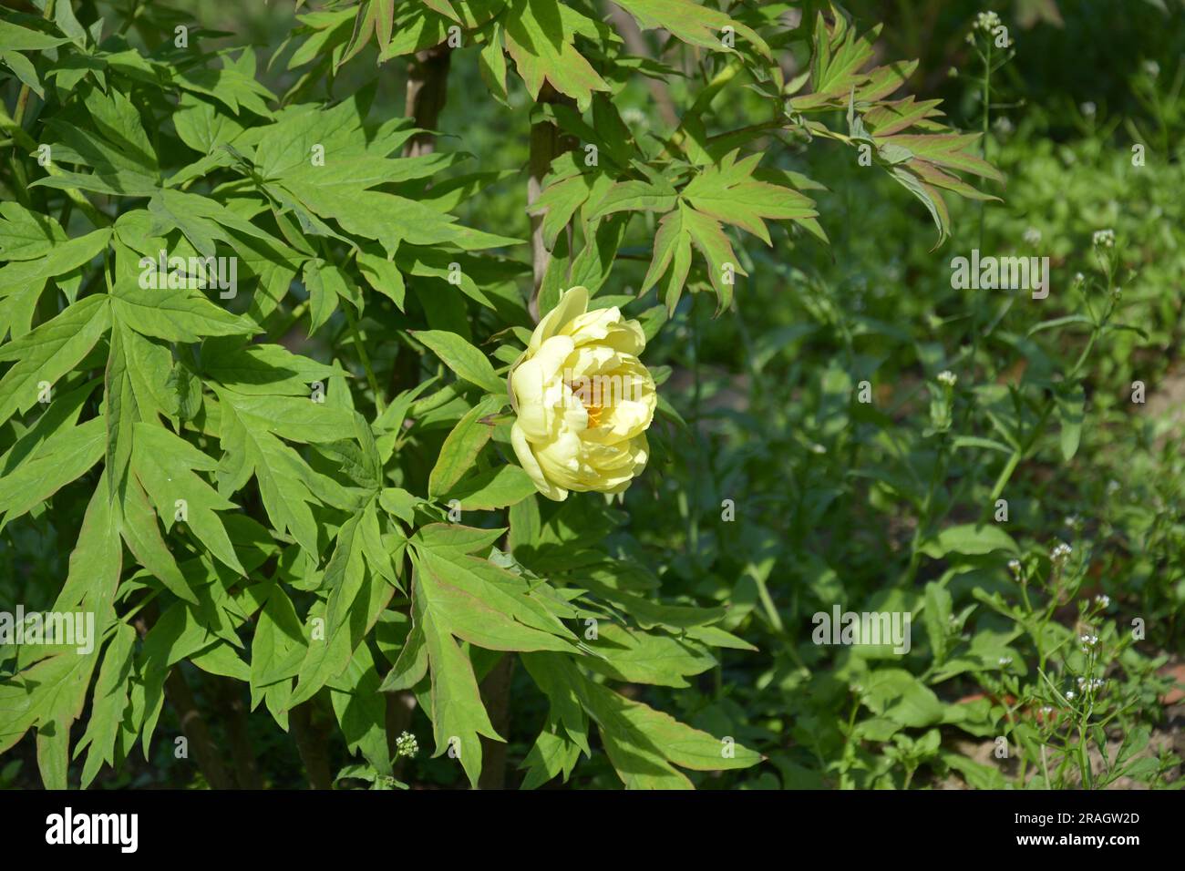 une fleur de pivoine jaune isolée dans le jardin en journée ensoleillée Banque D'Images