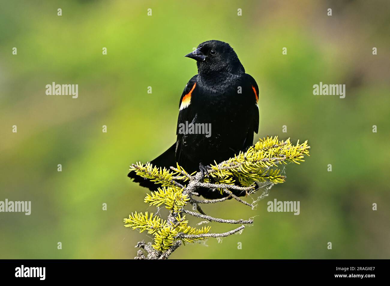 Un blackbird à aigreement rouge; (Agelaius phoeniceus), perché à la branche supérieure d'un épicéa dans la région rurale du Canada de l'Alberta Banque D'Images