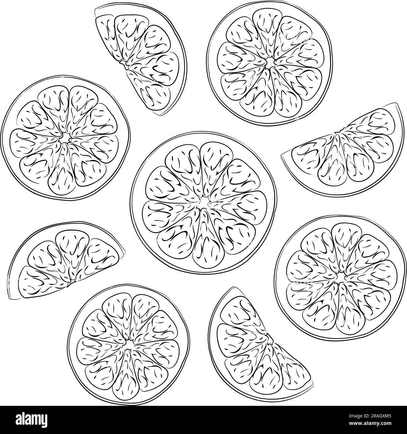 Illustration Line art de tranches d'orange fraîches. Illustration vectorielle de coupes d'agrumes frais de neuf morceaux d'orange. Image d'une salade de fruits d'été à l'orange Illustration de Vecteur