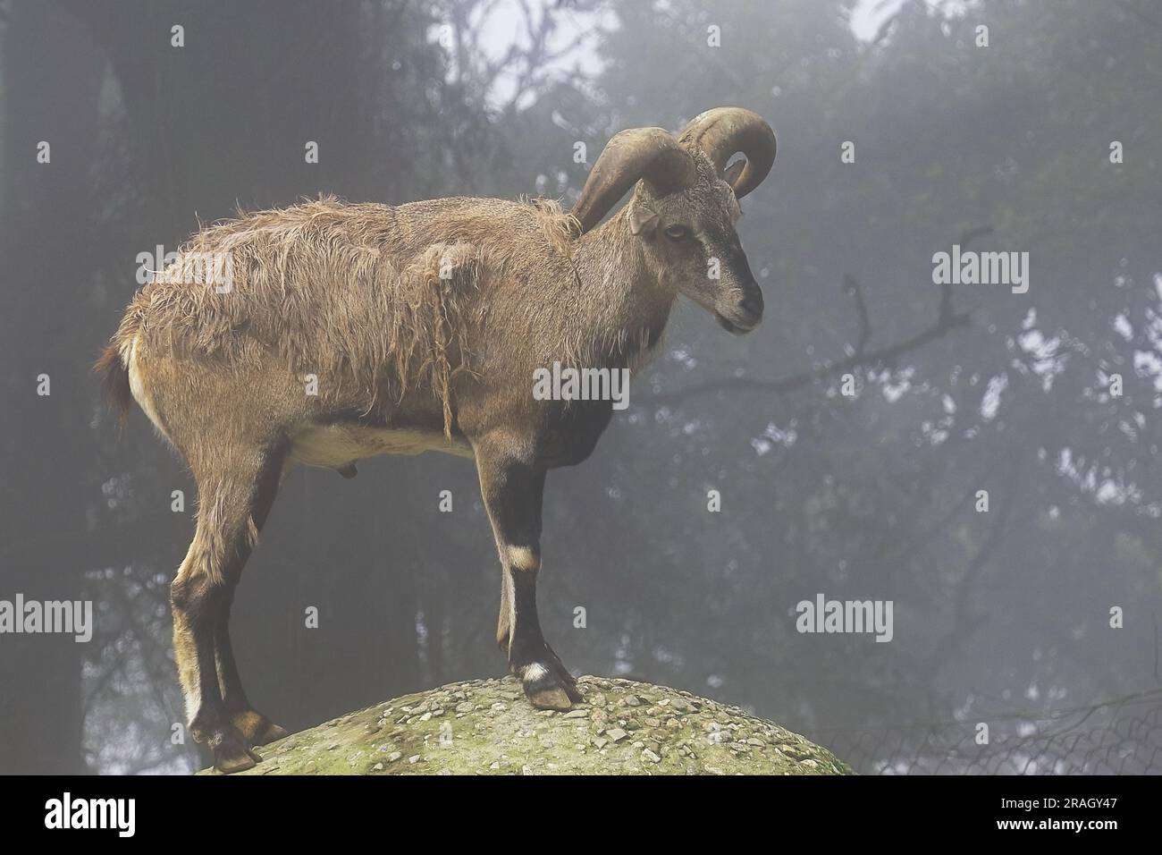 un beau bharal mâle (pseudoïs nayaur), aussi appelé mouton bleu, est originaire de la haute région de l'himalaya de l'inde, du bhoutan, du népal et du tibet Banque D'Images