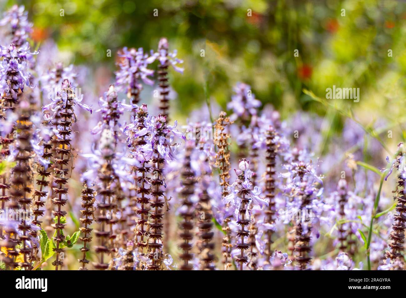 Des fleurs jaunes d'anf violet de Spurflowers ou de Plectranthus et West Indian Lantana closeup. Mise au point sélective Banque D'Images