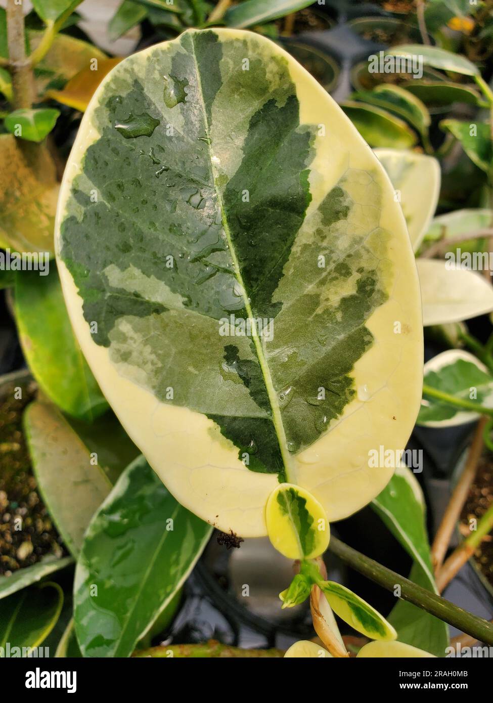 Gros plan d'une feuille blanche et verte variégée de Jasmine de Madagascar Banque D'Images