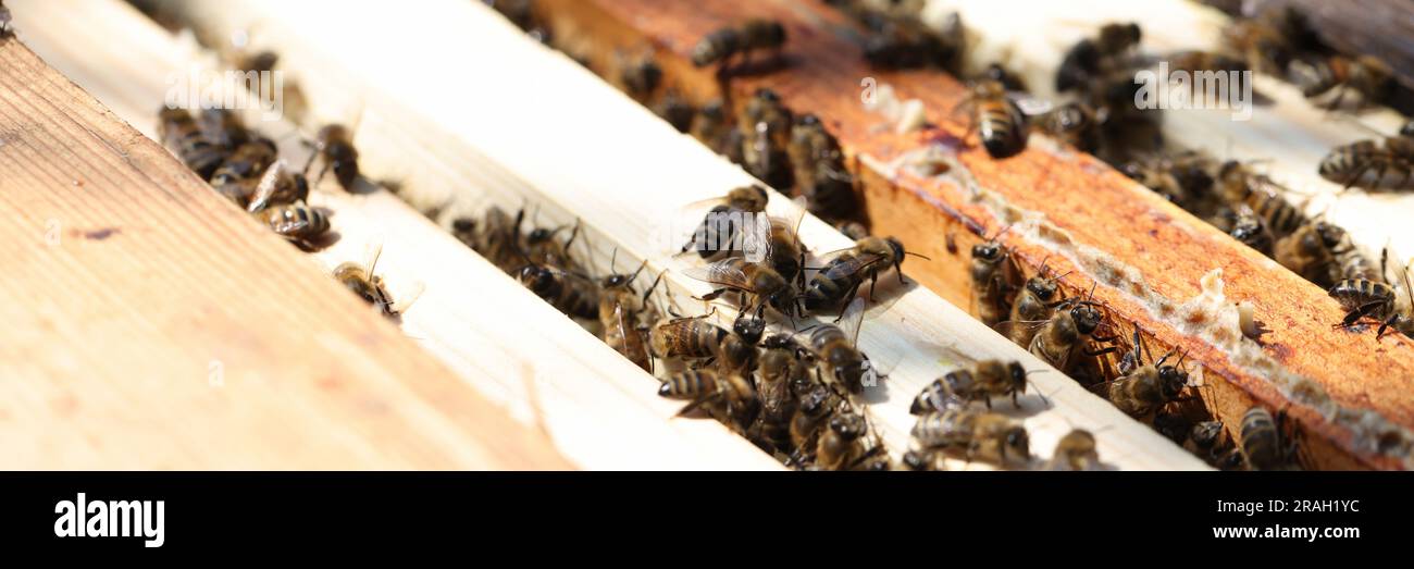 Les abeilles se balançent et volent dans la ruche Banque D'Images