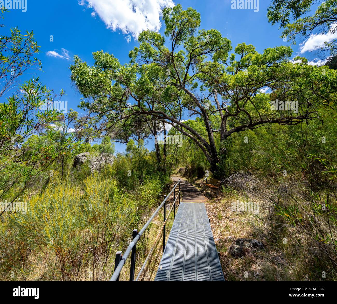 Promenade jusqu'au belvédère de Sawn Rocks dans le parc national de Mount Kaputar, Nouvelle-Galles du Sud, Australie Banque D'Images