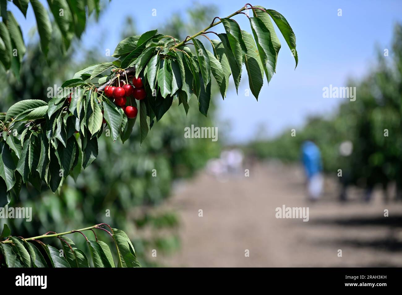 Cerise rouge dans le jardin Banque D'Images