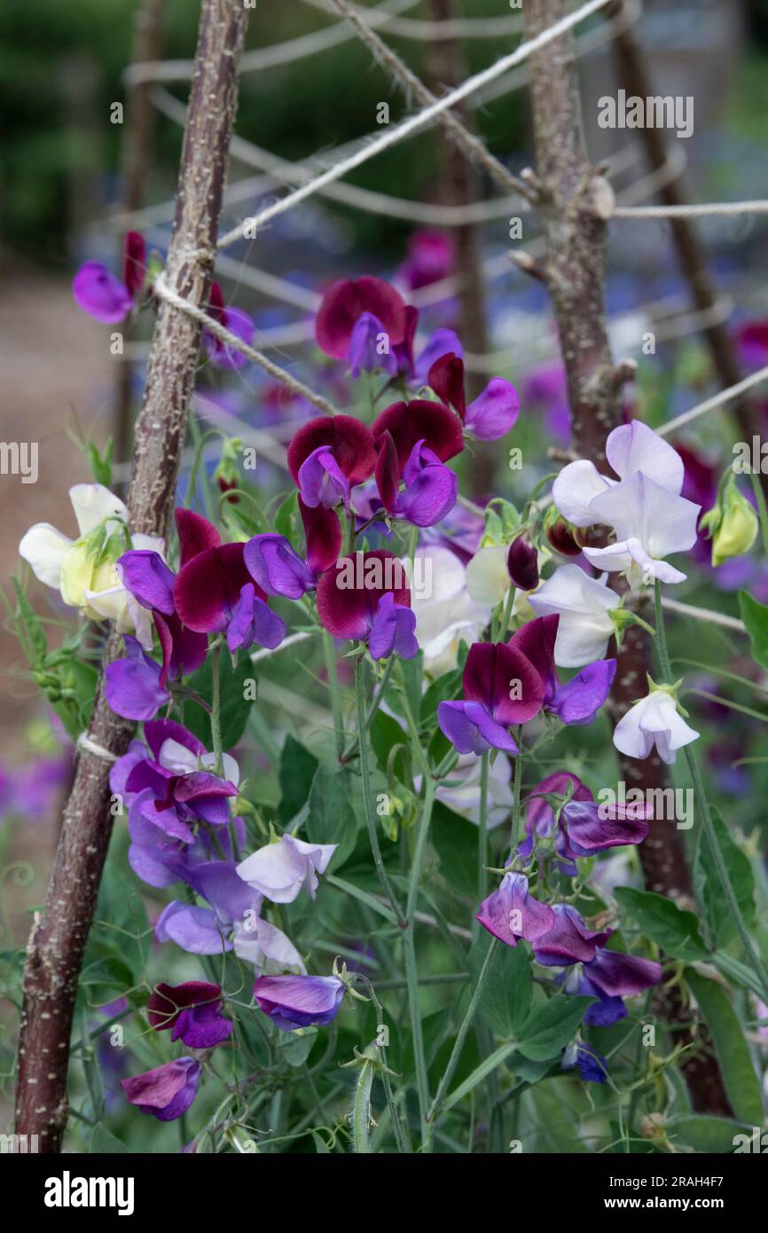 Lathyrus odoratus. Fleurs de pois sur hazel wigwam bâtonnets de soutien dans un potager. UK Banque D'Images