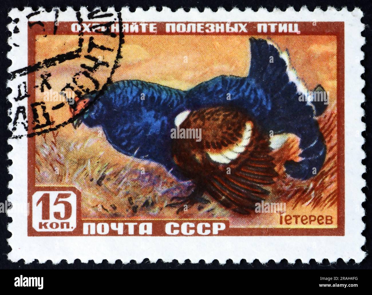 RUSSIE - CIRCA 1957 : un timbre imprimé en Russie montre le tétras noir, lyrurus tetrix, est un gros gibier de la famille des tétras, vers 1957 Banque D'Images