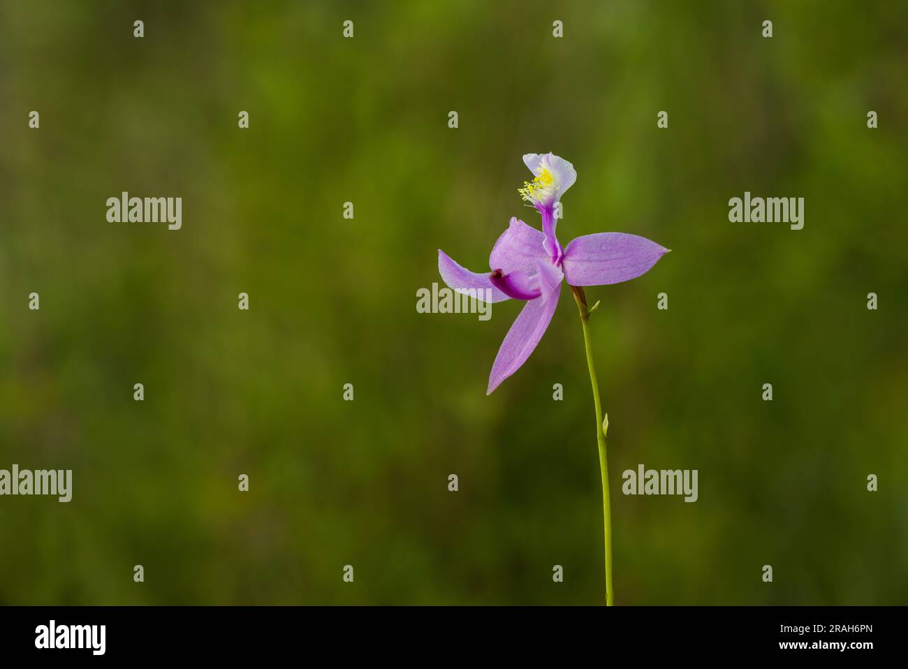 La Tuberous Grass Pink Orchid dans la tourbière de Stead Road, Manitoba, Canada. Banque D'Images