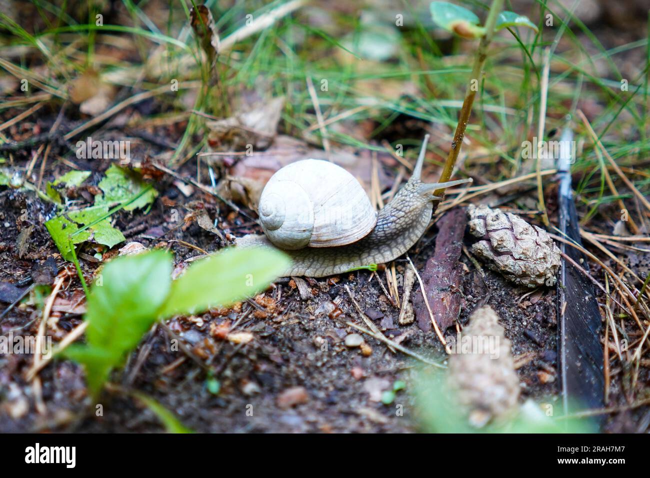 Petit escargot dans la forêt Banque D'Images