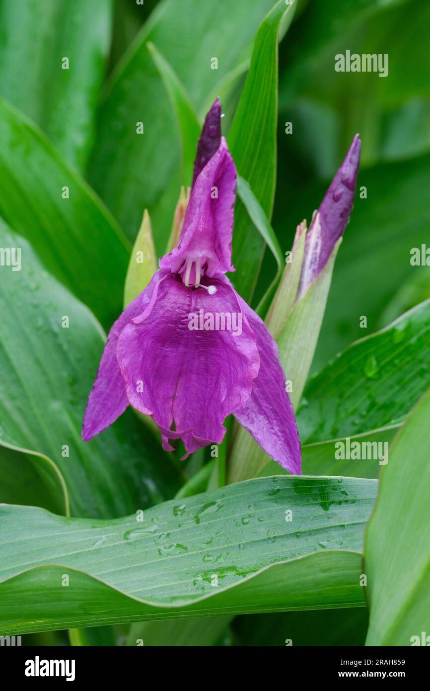 Roscoea Harvington été Violet profond, fleurs violet profond avec un oeil blanc roscoea Banque D'Images
