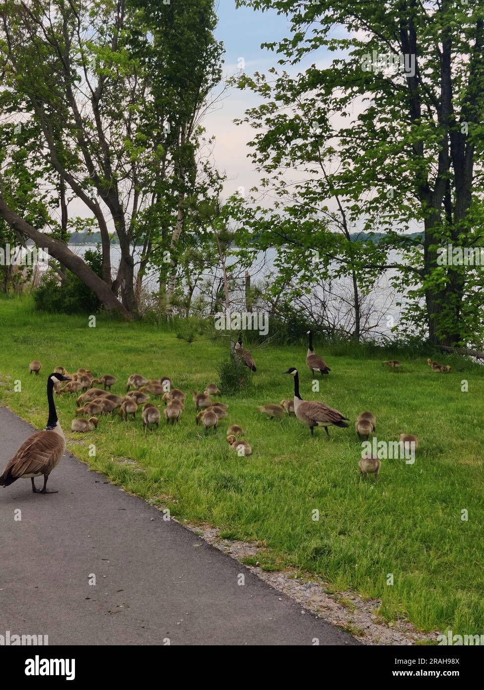 L'oie du Canada /Branta canadensis/l'oie du Canada/ les oisons au parc Bellevue sur les rives de la rivière Sainte-Marie/ Sault-Sainte-Marie, Ontario-Canada - Banque D'Images