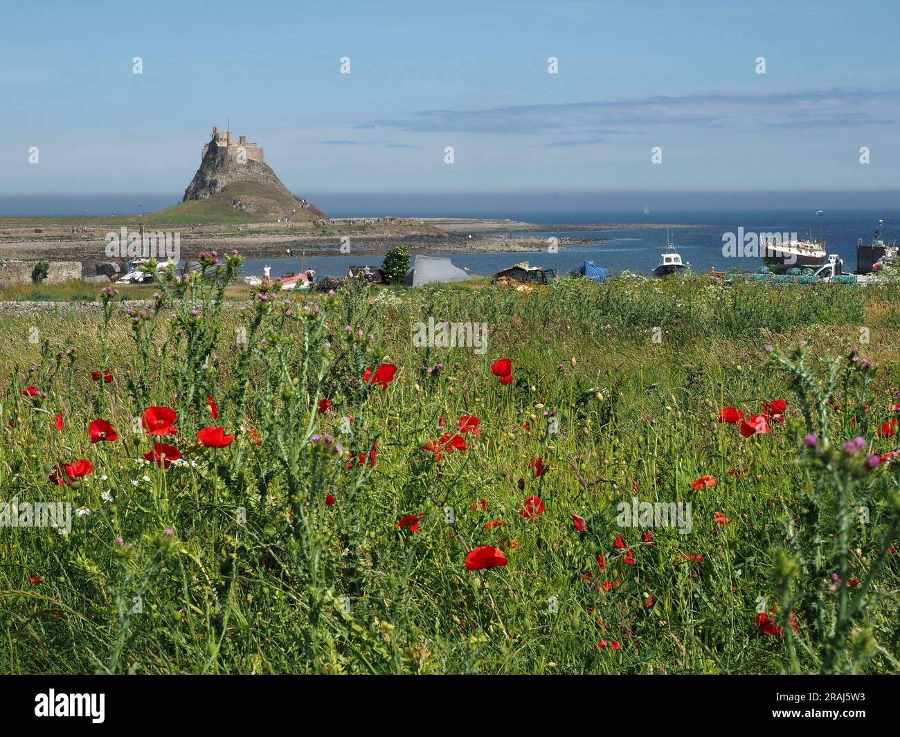 Vue ensoleillée classique du château de Lindisfarne sur la partie la plus élevée de la colline de Whinstone (Beblowe) au-delà du champ de coquelicots et des bateaux Holy Island, Northumbria, Angleterre, Royaume-Uni Banque D'Images