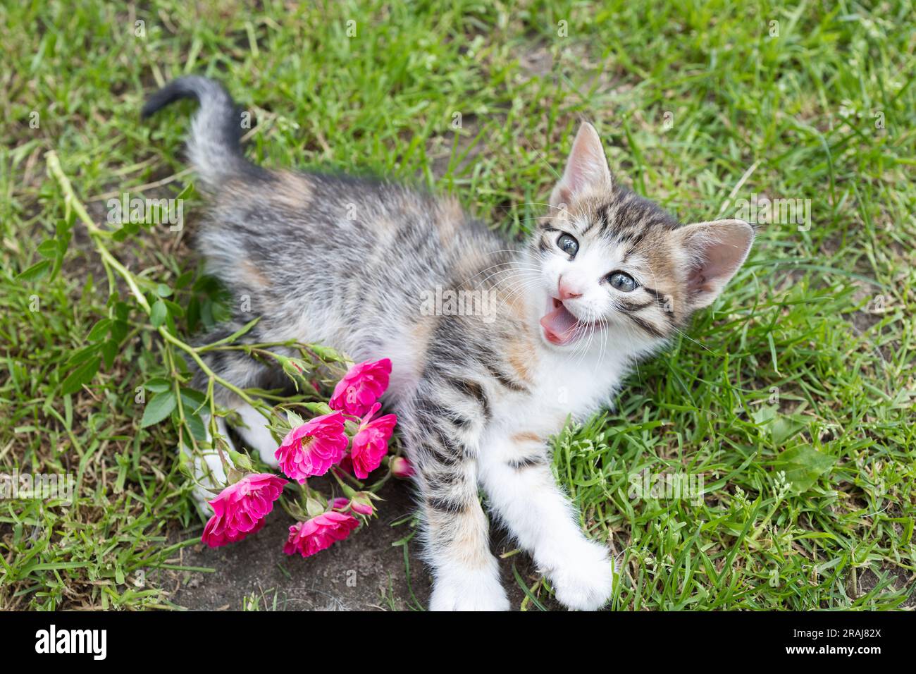 gris rayé - chaton blanc repose sur l'herbe avec une branche de roses et surprise sur le museau. L'enfance de chat, les premiers pas dans la nature. Animal de compagnie préféré, JO Banque D'Images