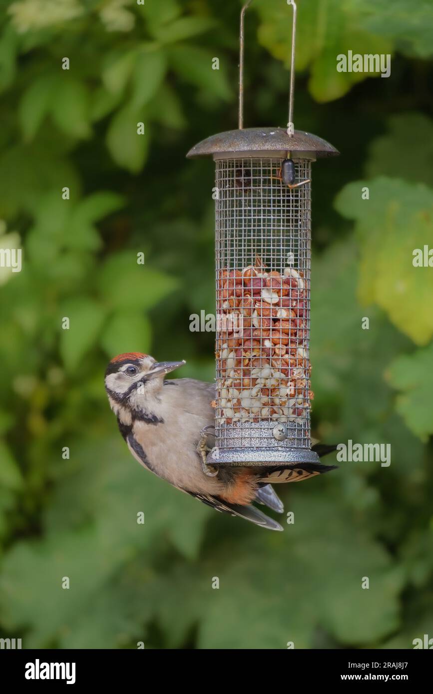 Le grand pecker juvénile (Dendrocopos major) sur une mangeoire à arachides Banque D'Images