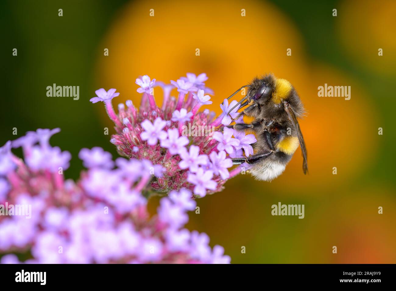 Grande terre Bumblebee - Bombus terrestris - reposant sur une fleur de la cime de la cime vervain - Verbena bonariensis Banque D'Images