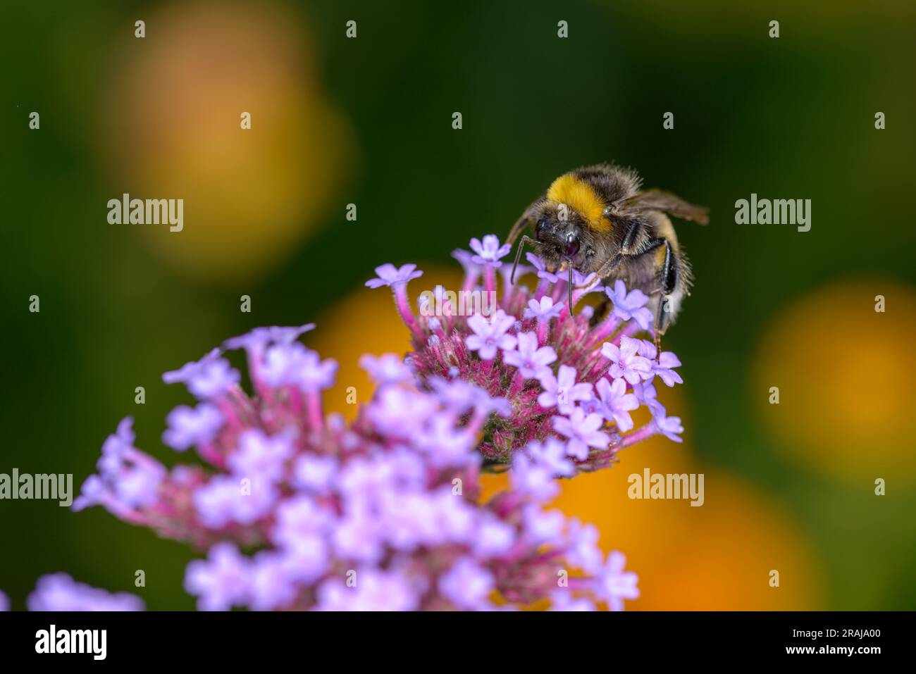Grande terre Bumblebee - Bombus terrestris - reposant sur une fleur de la cime de la cime vervain - Verbena bonariensis Banque D'Images