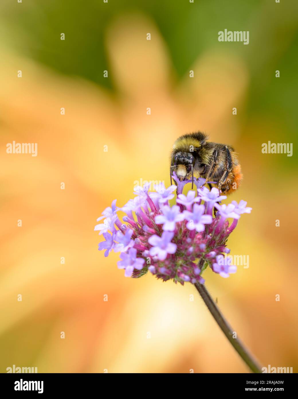 Grande terre Bumblebee - Bombus terrestris - reposant sur une fleur de la cime de la cime vervain - Verbena bonariensis Banque D'Images