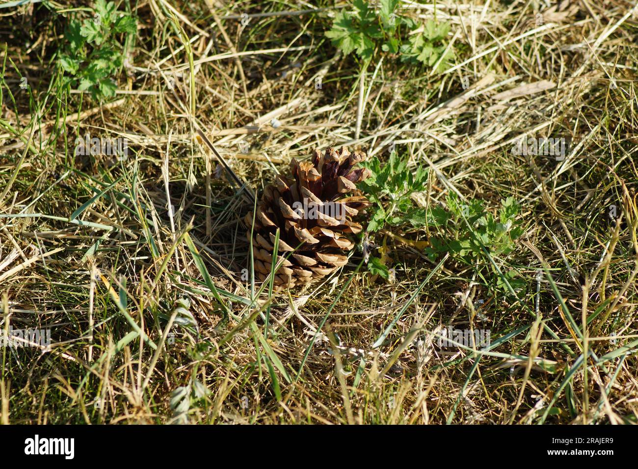 Pomme de pin se trouve dans l'herbe et jette une ombre Banque D'Images