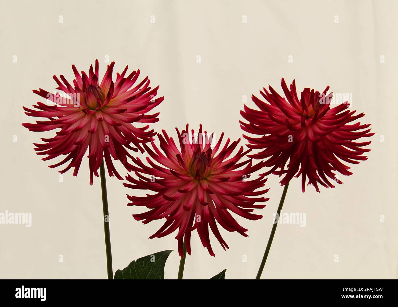 Trois têtes de fleurs d'une plante de jardin de Dahlia rouge. Banque D'Images
