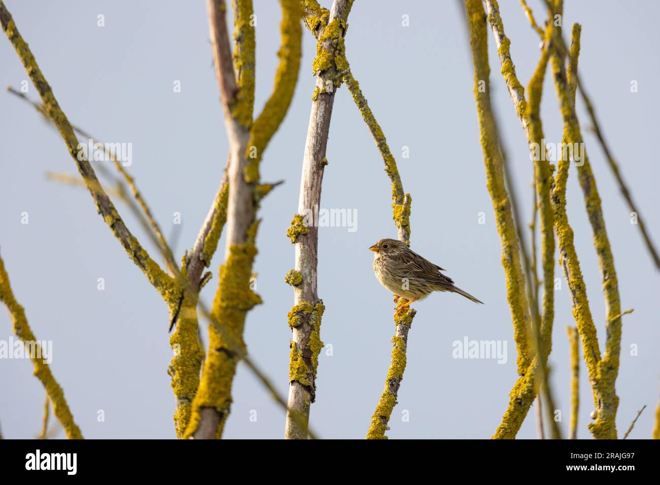 Banderole de maïs Emberiza calandra, adulte perchée dans un arbre mort, plaine de Salisbury, Wiltshire, Royaume-Uni, avril Banque D'Images
